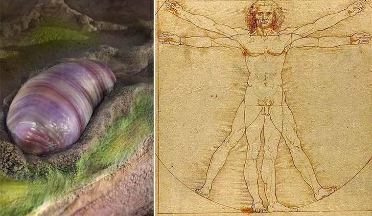 人類祖先何模樣？肉色蠕蟲狀生物曝光