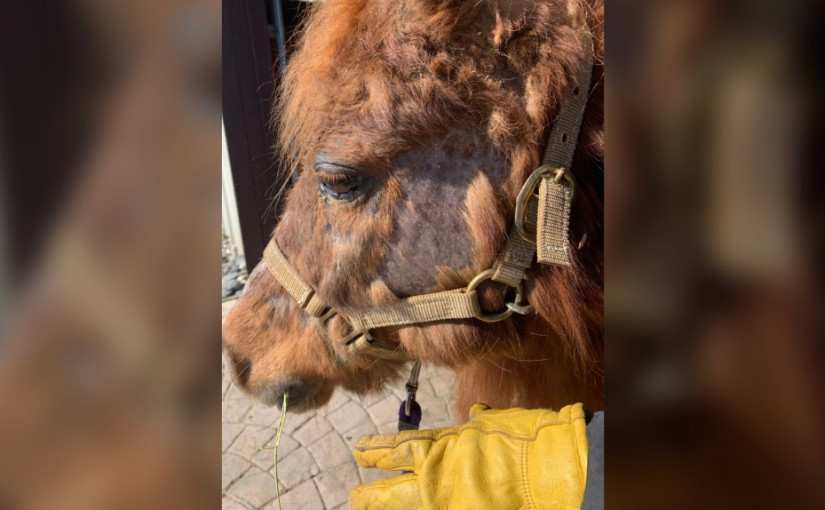 卑詩愛護動物協會搜出53隻疑被虐待的動物