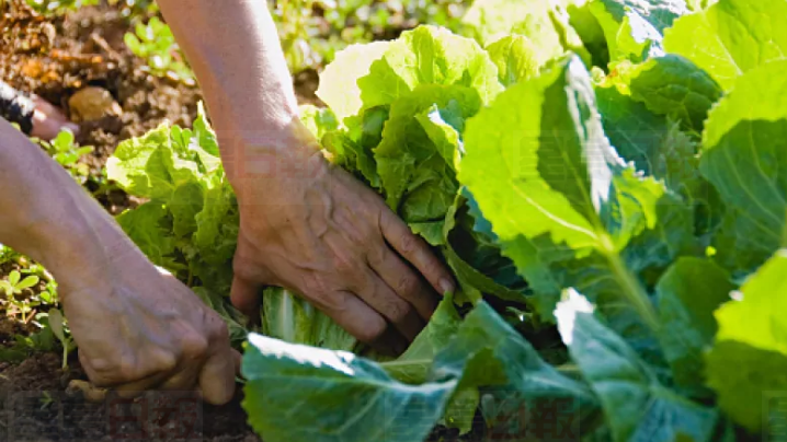 疫情推動大溫園藝及種植蔬果活動