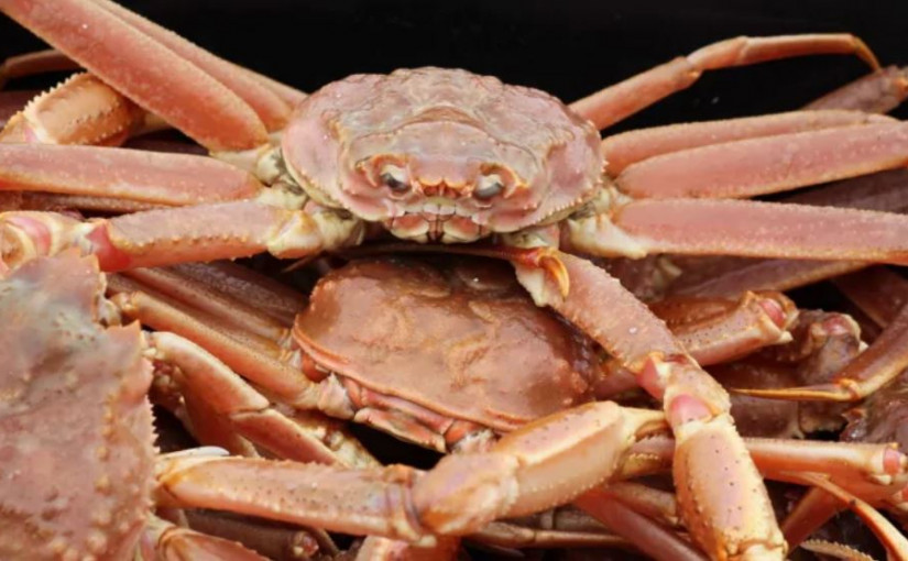 新冠疫情影響下 加國海產需求大跌