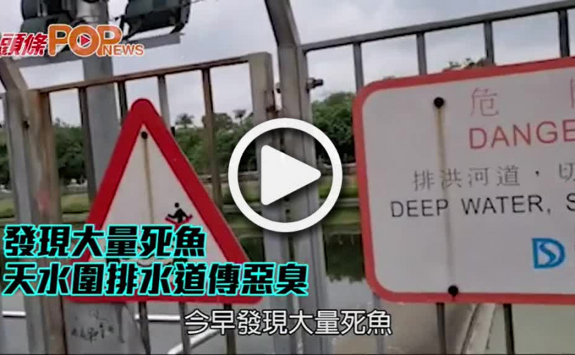 發現大量死魚 天水圍排水道傳惡臭