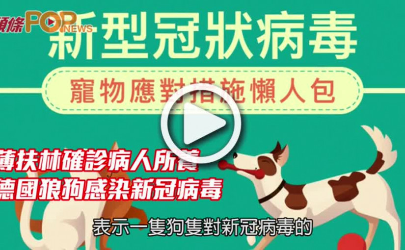 薄扶林確診病人所養  德國狼狗感染新冠病毒