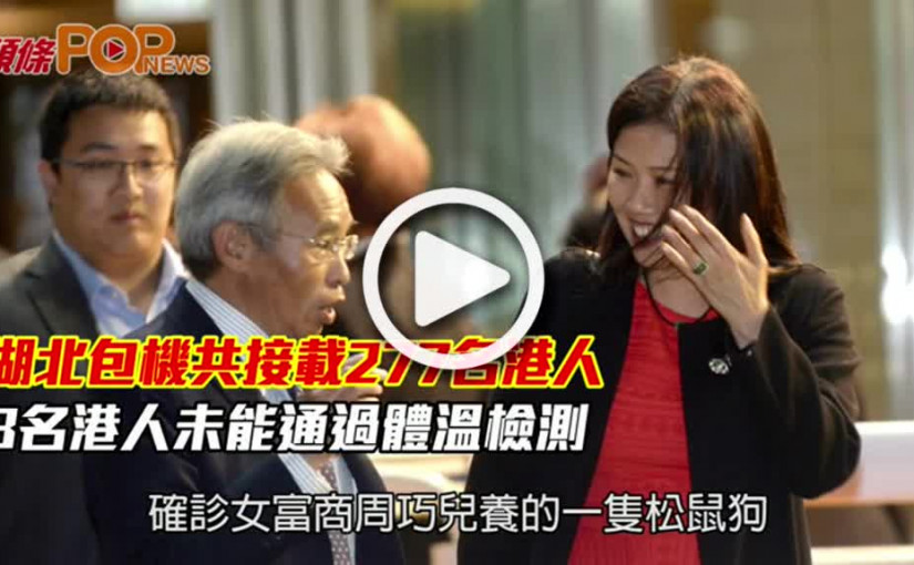 血清測試呈陽性  漁護署證周巧兒松鼠狗染疫