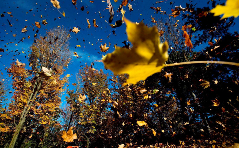 多倫多臨時恢復收集後院垃圾2周