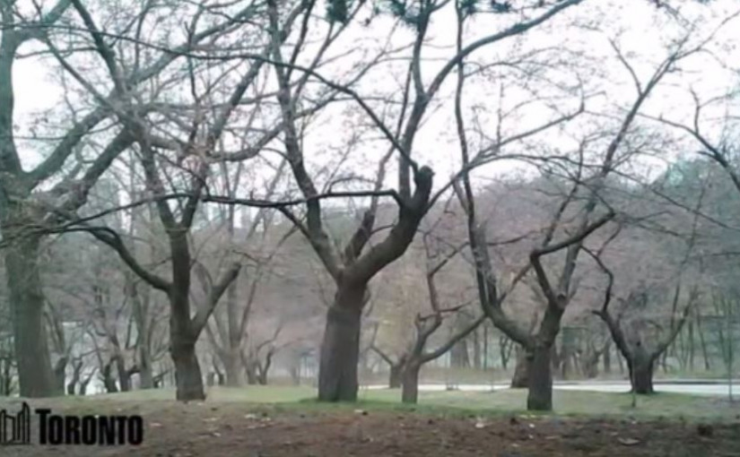 多倫多市府提供全日High Park櫻花盛放直播