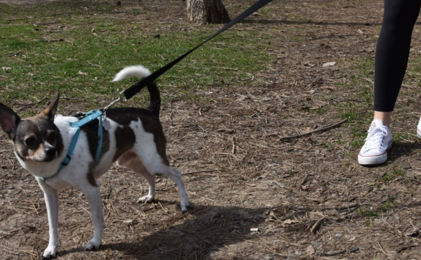 專家指貓狗毛皮有機會帶病毒 不應與他人及寵物接觸