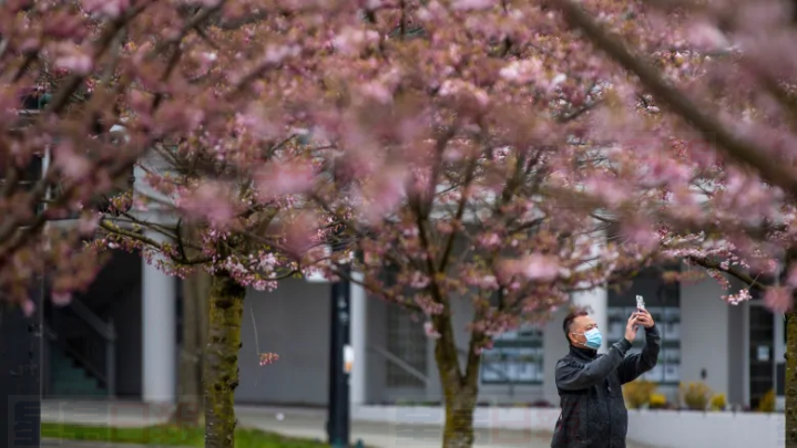 溫哥華櫻花節因疫情轉為主打互聯網體驗