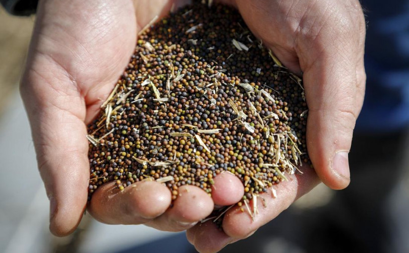 中國否認允許加拿大芥花籽進口