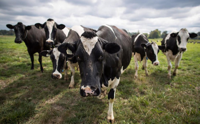 疫情期間牛奶銷量下降 奶農被迫倒棄牛奶