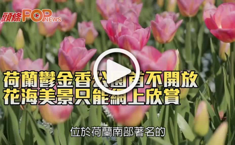 荷蘭鬱金香公園首不開放 花海美景只能網上欣賞