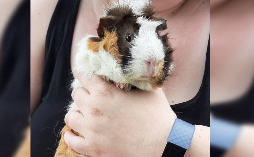 滑鐵盧公園大量豚鼠遭遺棄 動物組織估計多達40隻