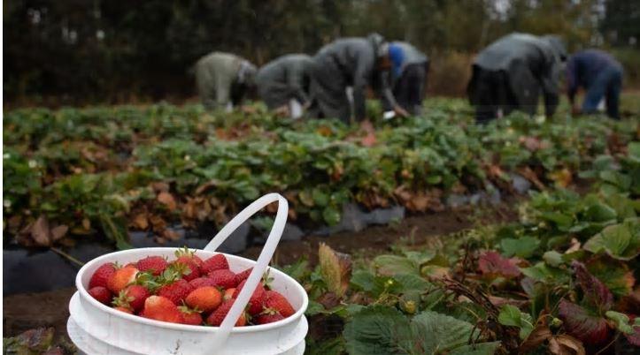 8個卑詩省農場臨時外勞隔離期間證實感染新冠肺炎