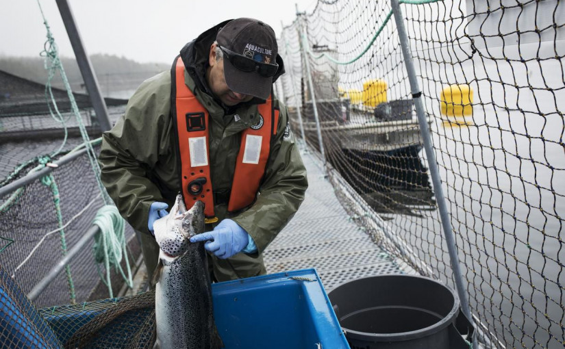 渥太華撥款4.7億元幫助漁民   杜魯多呼籲國民多吃本國食品