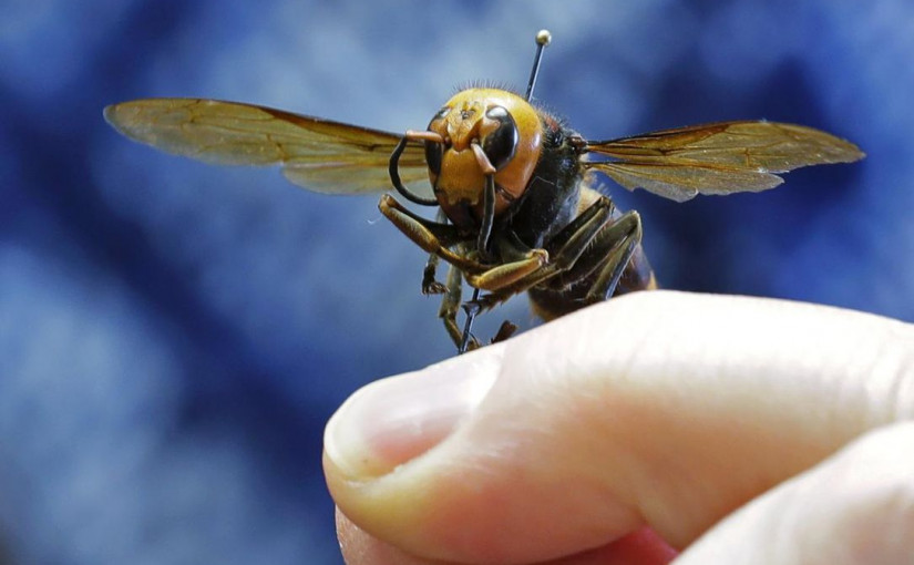 卑詩省再現殺人蜂蹤跡