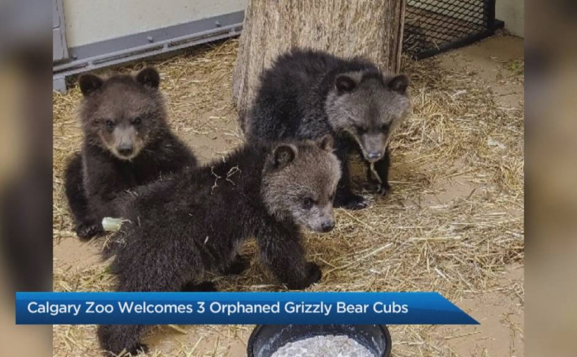 73位動物學家要求把卡城動物園3隻灰熊幼崽放回大自然