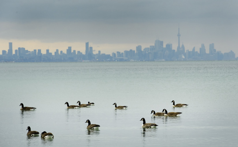 疫症期間加國城市空氣污染平均下降3分之1