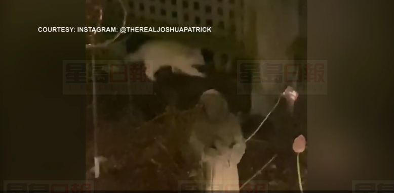 患白化病浣熊現身多倫多中城後園 專家指十分罕見