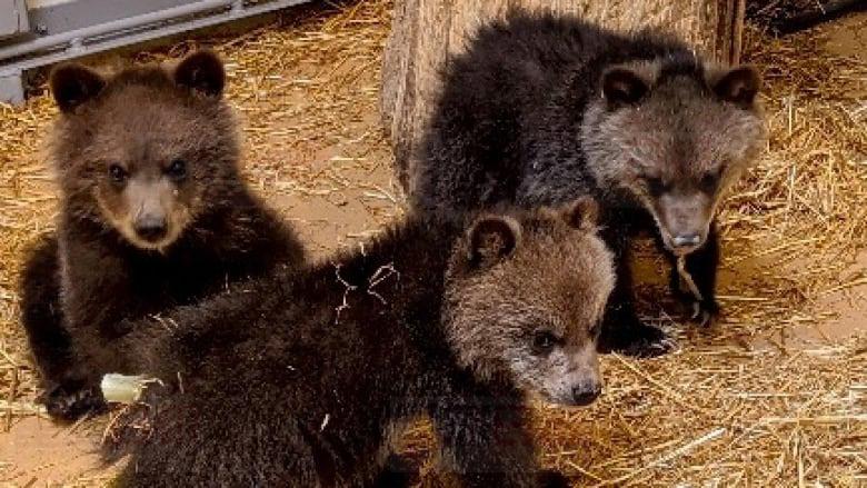 卡城動物園新收養三隻小灰熊