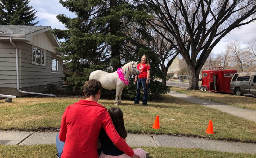 卡城寵物動物園提供無接觸小馬互動活動