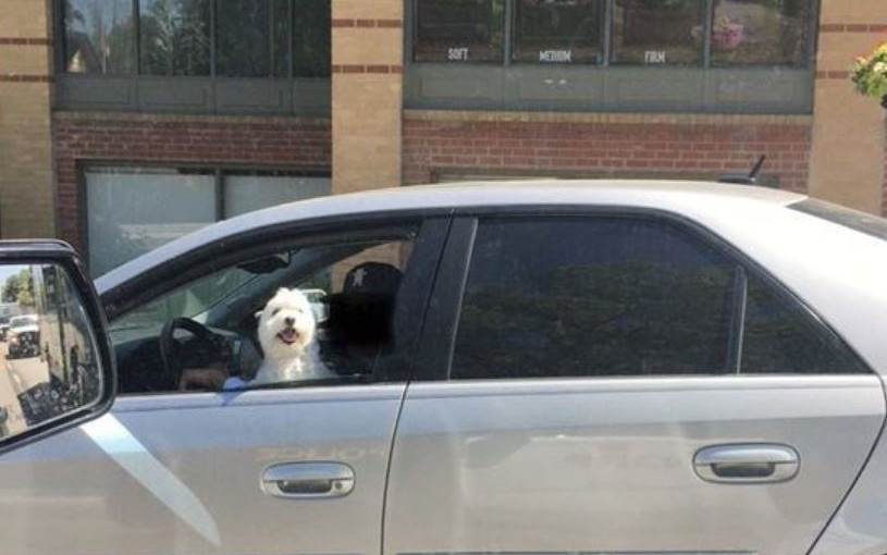 開車時寵物坐在腿上已犯法