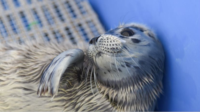 溫哥華水族館周五重開