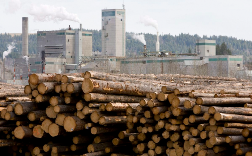 中國指加國原木中查出害蟲  有加國商界人士擔憂貿易政治化