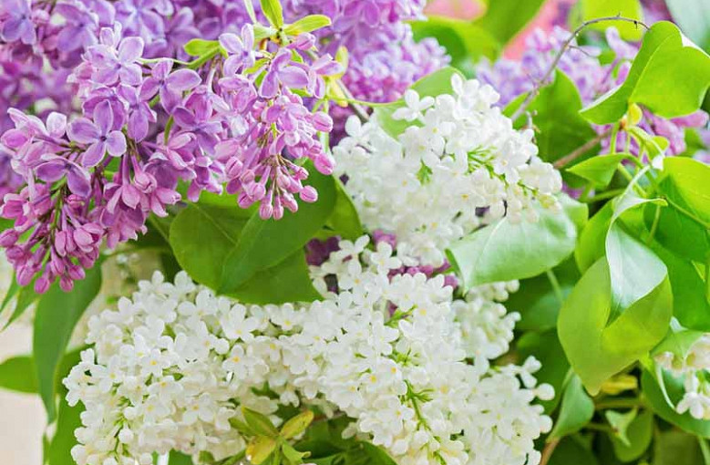 春天推遲導致植物生長緩慢