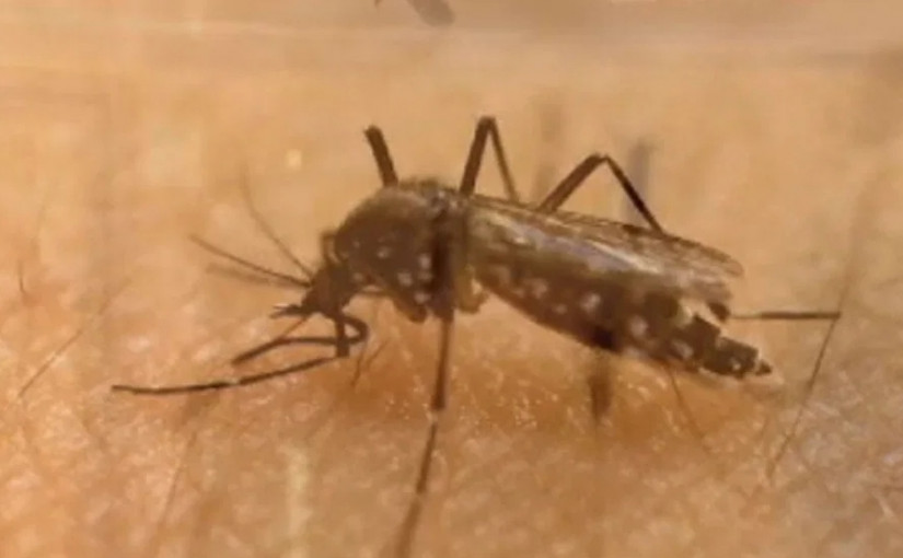 卡城市民抱怨夏日蚊子增多