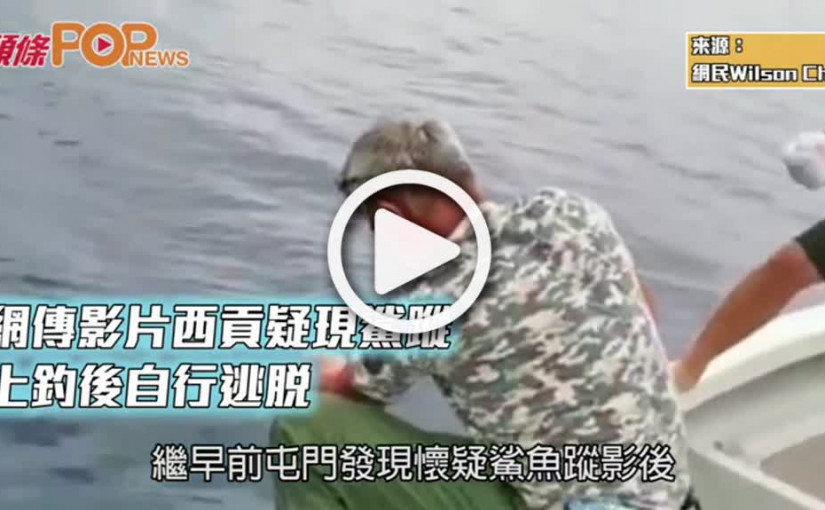 網傳影片西貢疑現鯊蹤  上釣後自行逃脫