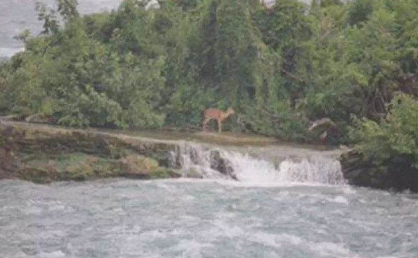 【有片】1頭鹿 被困在尼亞加拉瀑布小島已1年