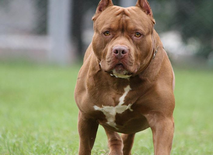 鬥牛犬襲擊女子 男主人帶「疑兇」逃走