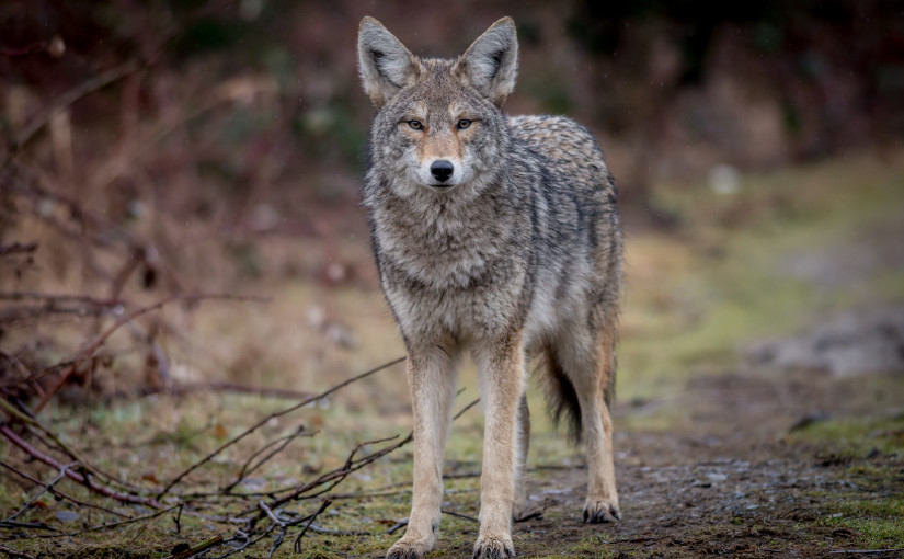 列治文郊狼出沒 民眾看好寵物