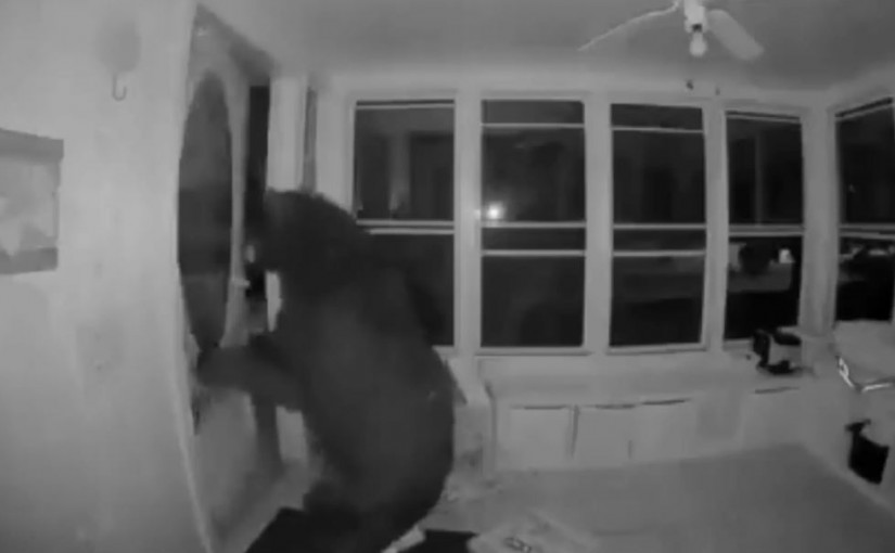 【有片】黑熊入屋「爆竊」 最終空手而逃