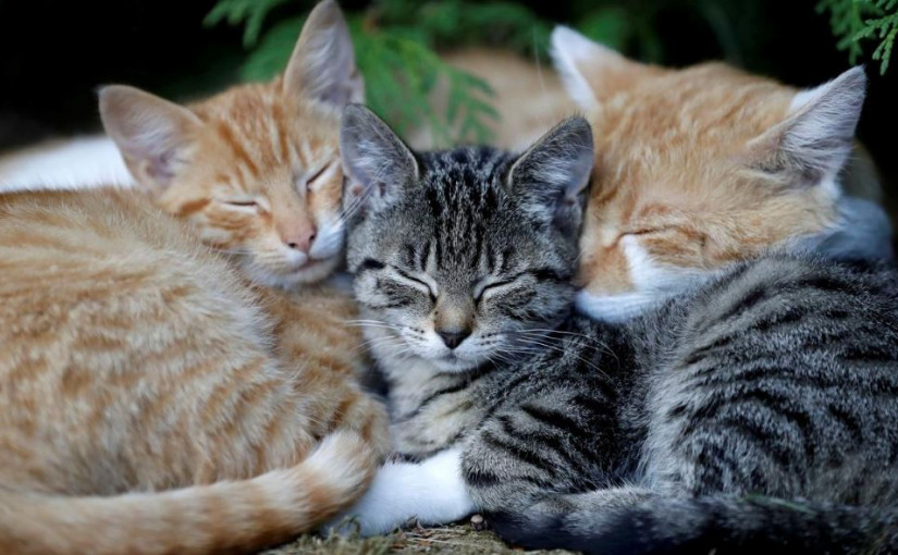 家貓感染新冠病毒 英國首宗動物染疫病例