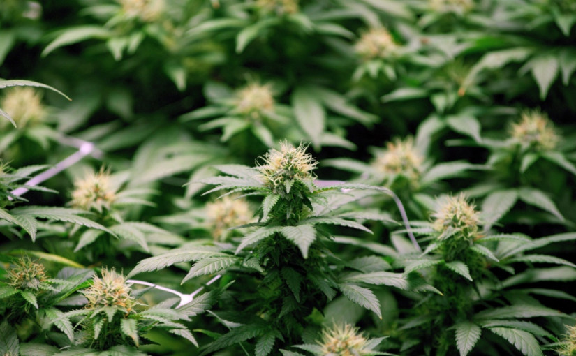 加拿大大麻公司Organigram 宣布裁員220人