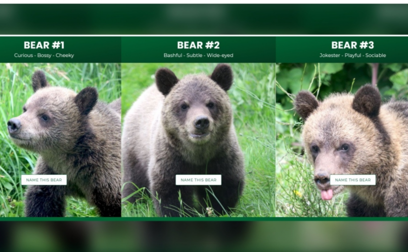 大溫動物園收養三隻灰熊幼崽