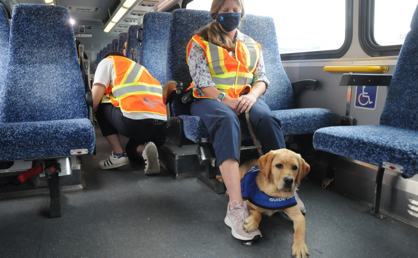 狗狗周末全天可坐地鐵 滿地可地鐵新政策