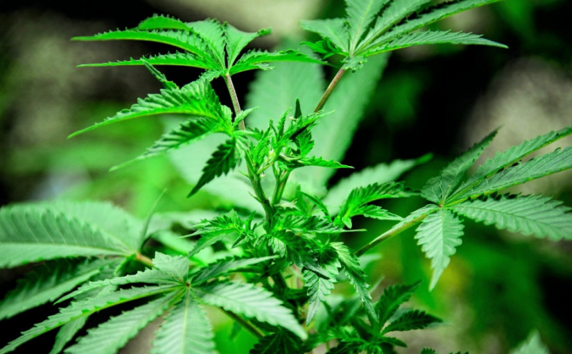 利用日光節省成本    戶外種植漸受大麻生產商青睞