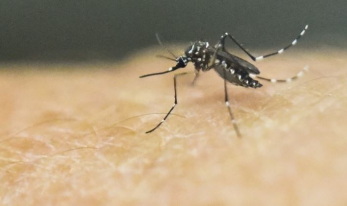 多倫多錄得今年首宗感染西尼羅病毒病例