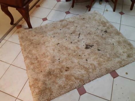 主人因大流行離開加拿大 10隻寵物居住環境骯髒