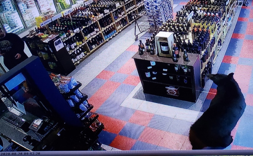 【有片】熊也愛喝酒？牠急匆匆地走進卑詩省一酒鋪