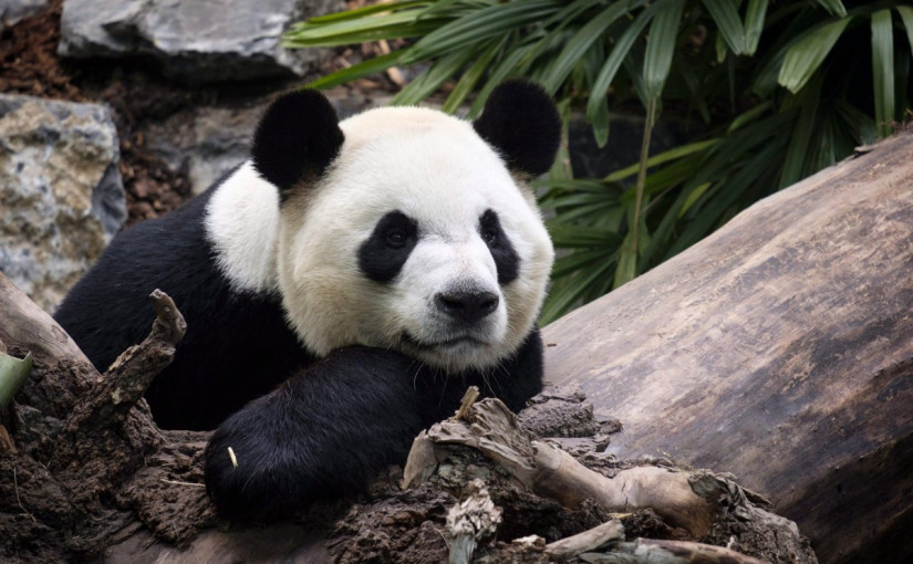 疫情影響  卡加利的兩隻大熊貓快沒食物吃了