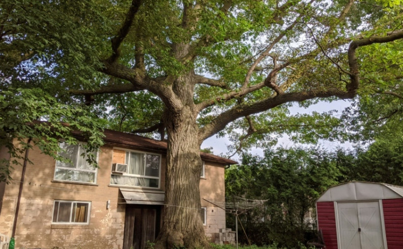 多倫多拯救一棵300年歷史老橡樹計劃被疫情打亂