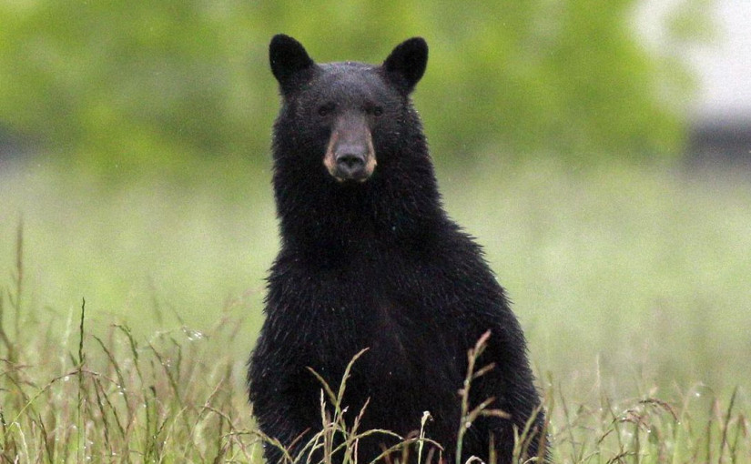 幼崽有熊遭偷獵 器官遺失  有組織懸賞千元尋偷獵者