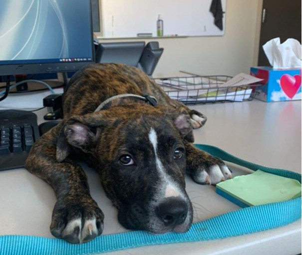 多倫多被盜小狗找到 已與主人團聚