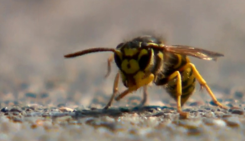 卡城又臨黃蜂季節 應小心清除黃蜂巢穴