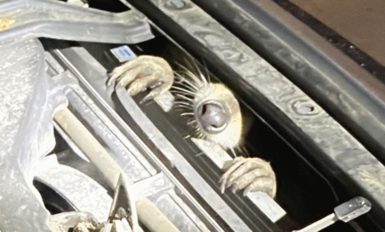 浣熊被困汽車引擎狹逢 警員合作拯救