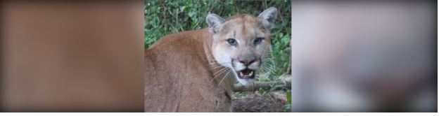 卑詩省內陸美洲獅襲擊10歲男童 牧羊犬協助救回男童