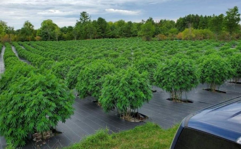 省警搜獲12.2萬棵市值1.43億元非法大麻 拘捕195人