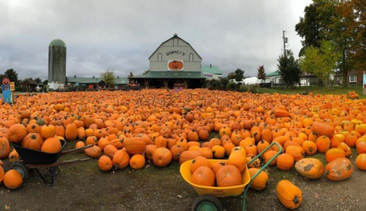 農場取消南瓜田自選購買傳統 30年首見
